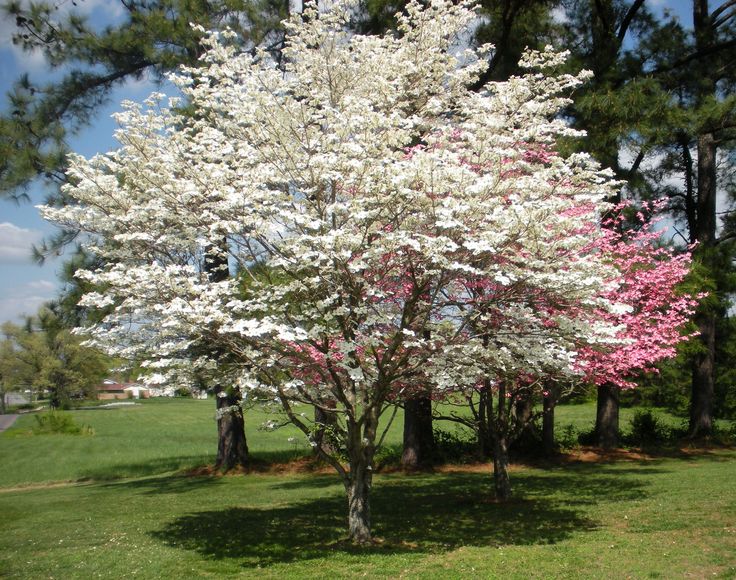 Dogwood Trees